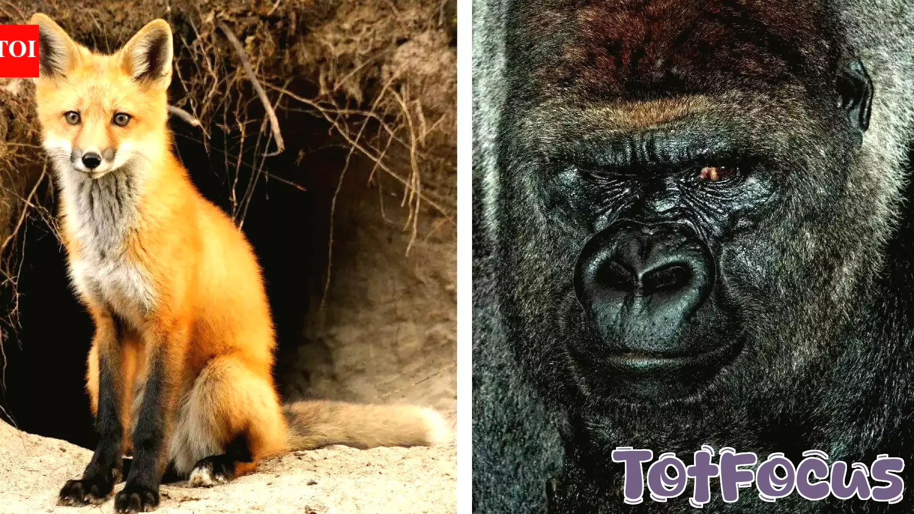 Father's Day 2026: 10 animal dads who prove great parenting isn't just a human trait