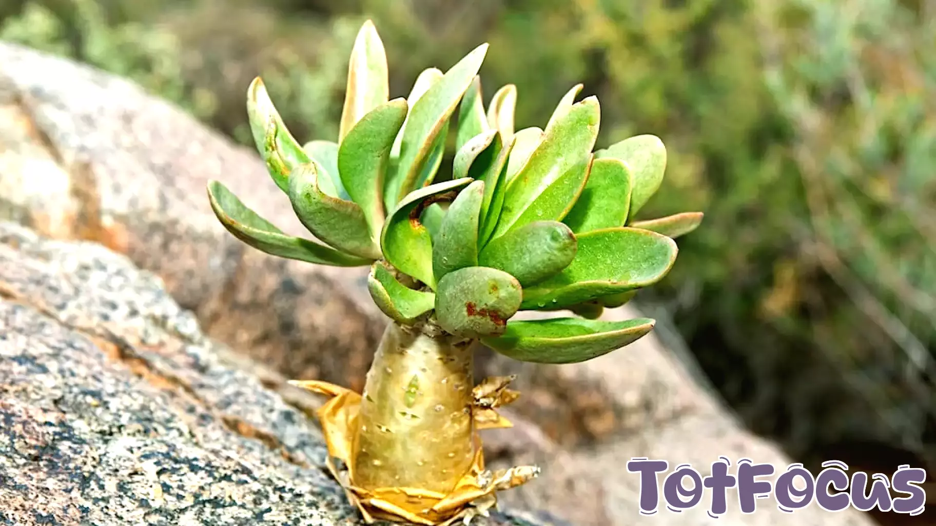 Rare Plants at Risk: The Surge of Illegal Succulent Trade in Southern Africa