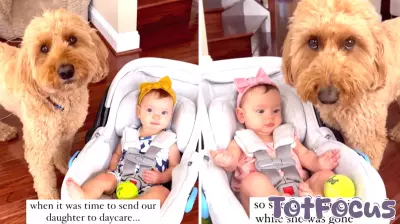 Bentley the Mini Doodle Comforts His Sister Rachel During Daycare Transition