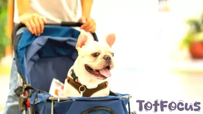 The Impact of Overindulgence on Our Dogs' Anxiety Levels